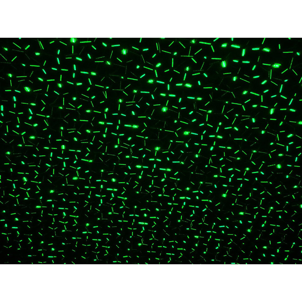 Näve Laser Tuinspies - Groen/Rood LED Projector